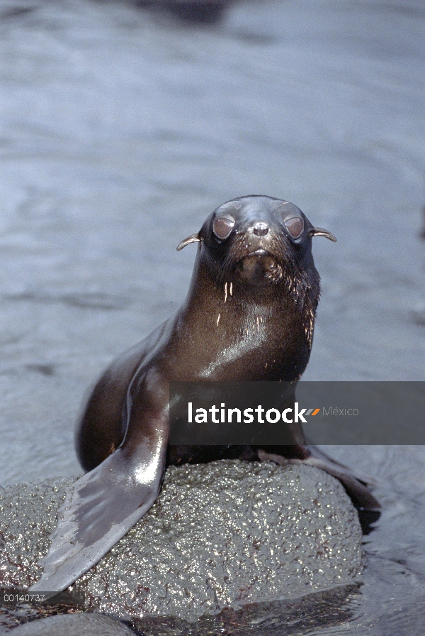 Cachorro de lobo marino de Galápagos (Arctocephalus galapagoensis) en piscina de marea, cabo Hammond