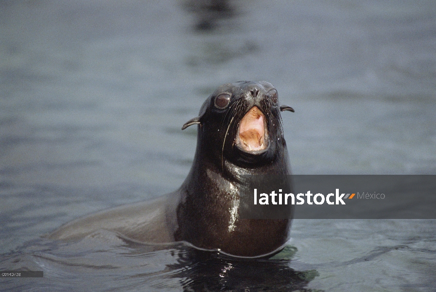 Lobo marino de Galápagos (Arctocephalus galapagoensis) cachorro llamando a su madre, cabo Hammond, I