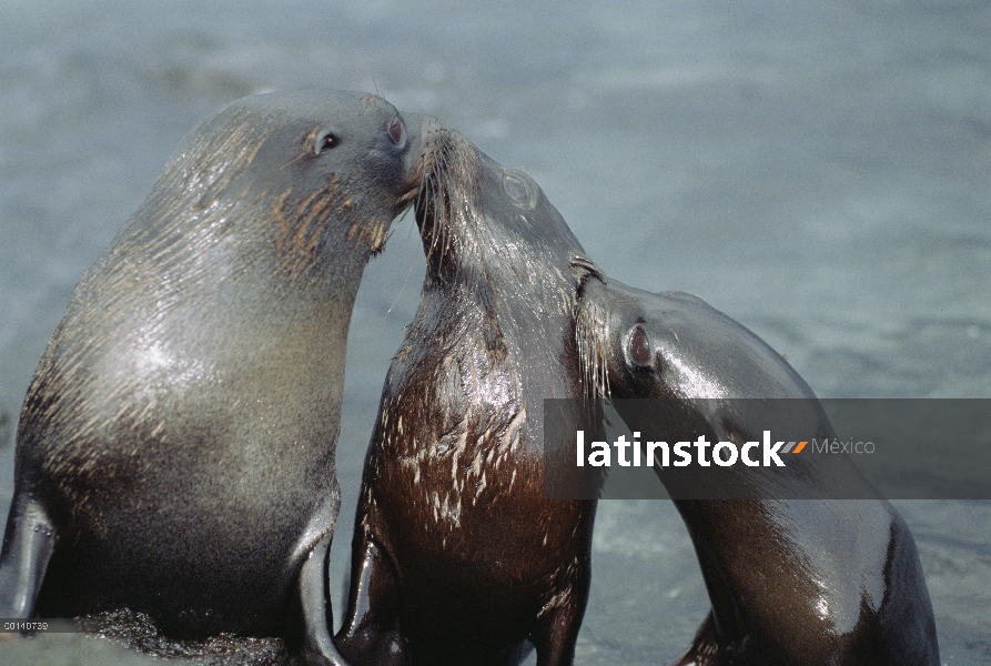 Cachorros de lobo marino de Galápagos (Arctocephalus galapagoensis) jugando en la piscina de marea m
