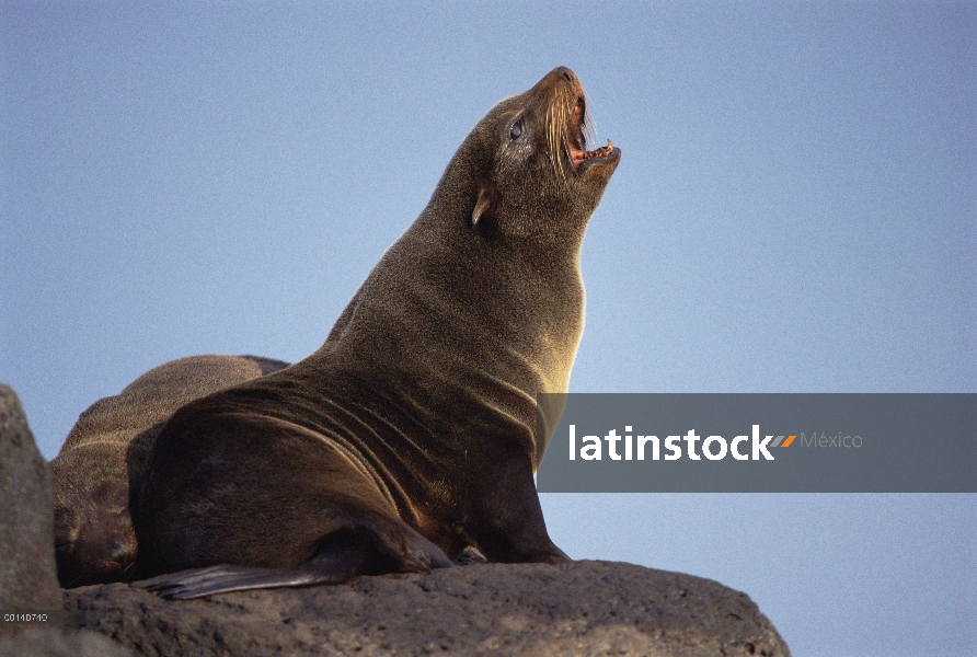 Lobo marino de Galápagos (Arctocephalus galapagoensis) vaca llamada para su cachorro, cabo Hammond, 