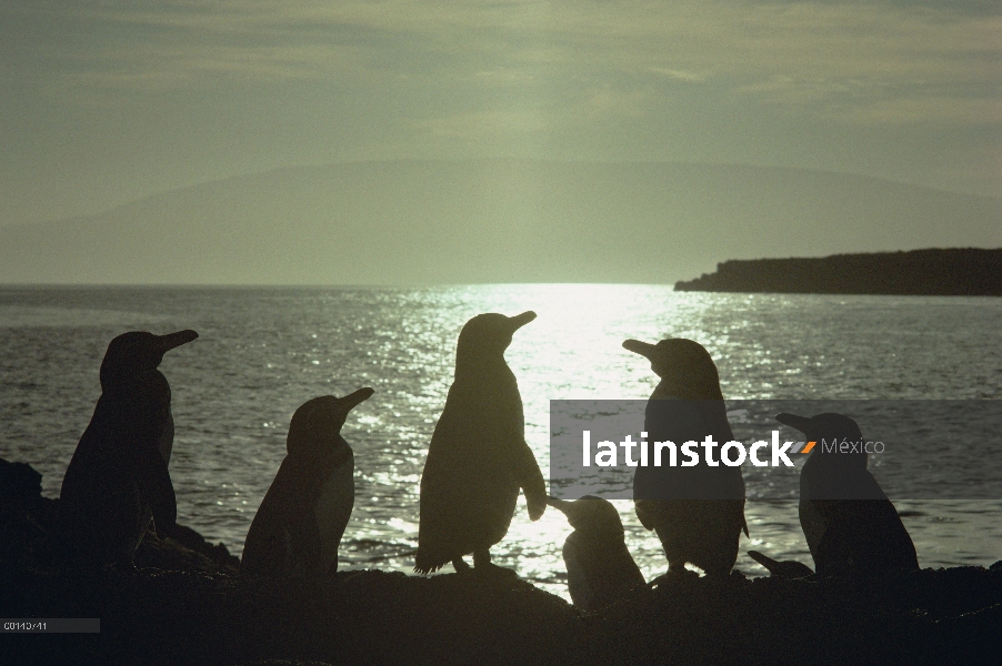 Grupo del pingüino de Galápagos (Spheniscus mendiculus) en Costa de la lava al atardecer, Isla Ferna