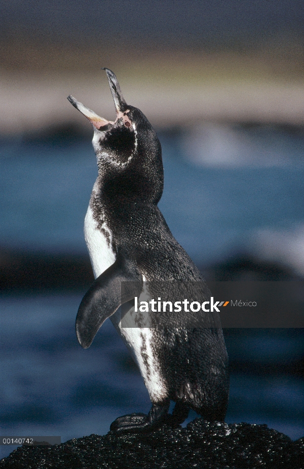 Pingüino de Galápagos (Spheniscus mendiculus) rebuzno para atraer pareja, cabo Douglas, Fernandina i