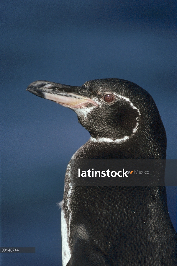 Retrato del pingüino de Galápagos (Spheniscus mendiculus), Isla Bartolomé, Galápagos, Ecuador