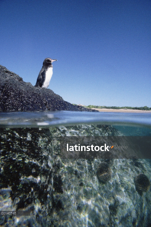 Pingüino de Galápagos (Spheniscus mendiculus) en hábitat costero típico, Isla Bartolomé, Galápagos, 
