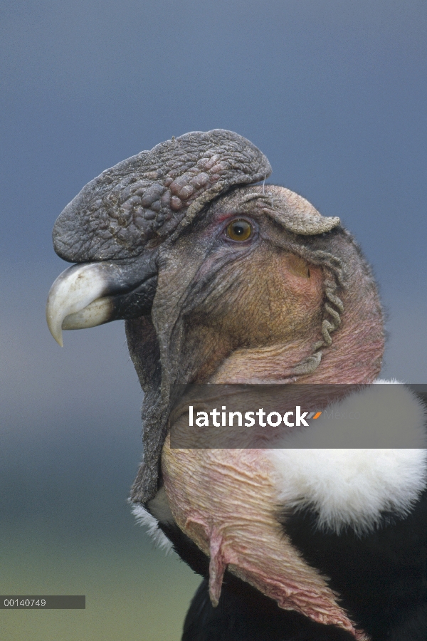 Cóndor andino (Vultur gryphus) macho adulto llamado Rucu es 35 años, Condor Huasi proyecto, Hacienda