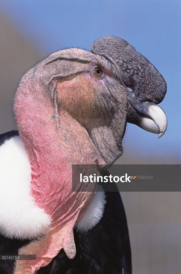 Macho adulto de cóndor andino (Vultur gryphus) en colores principal llamado Taita tiene 12 años, Con