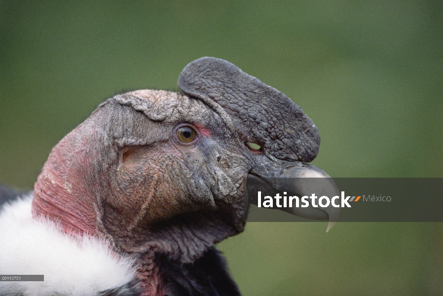 Cóndor andino (Vultur gryphus) macho adulto llamado Inti es ocho años, Condor Huasi proyecto, Hacien
