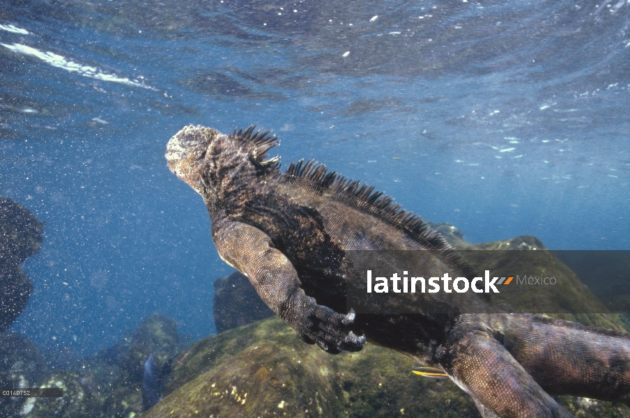 Iguana marina (Amblyrhynchus cristatus) en onda lavado aguas poco profundas, Academia Bay, isla de S