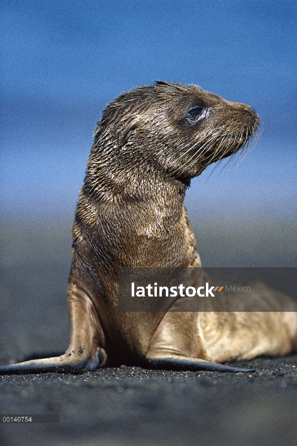 Cachorro de León marino de Galápagos (Zalophus wollebaeki) espera el regreso de la madre, Puerto Ega