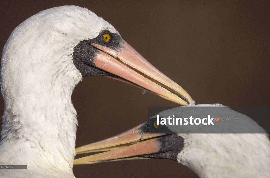 Masked Booby (Sula dactylatra) par allopreening durante el cortejo, torre isla, Galápagos, Ecuador