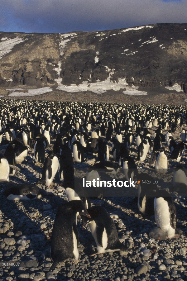 Colonia de pingüino de Adelia (Pygoscelis adeliae) en llano volcánico en verano tardío, del cabo Ada