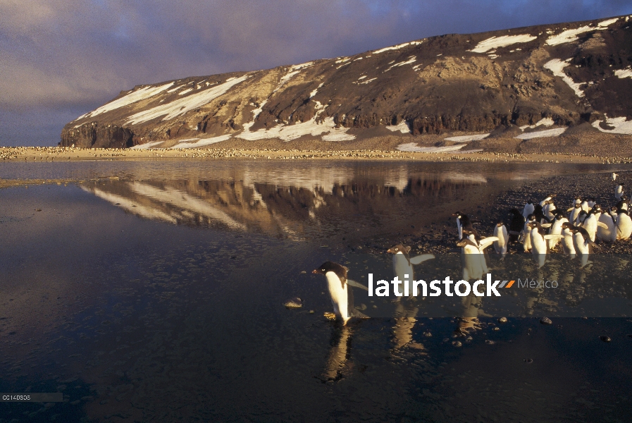 Pingüino de Adelia (Pygoscelis adeliae) grupo viaja a través de algas teñidas verano derretir piscin