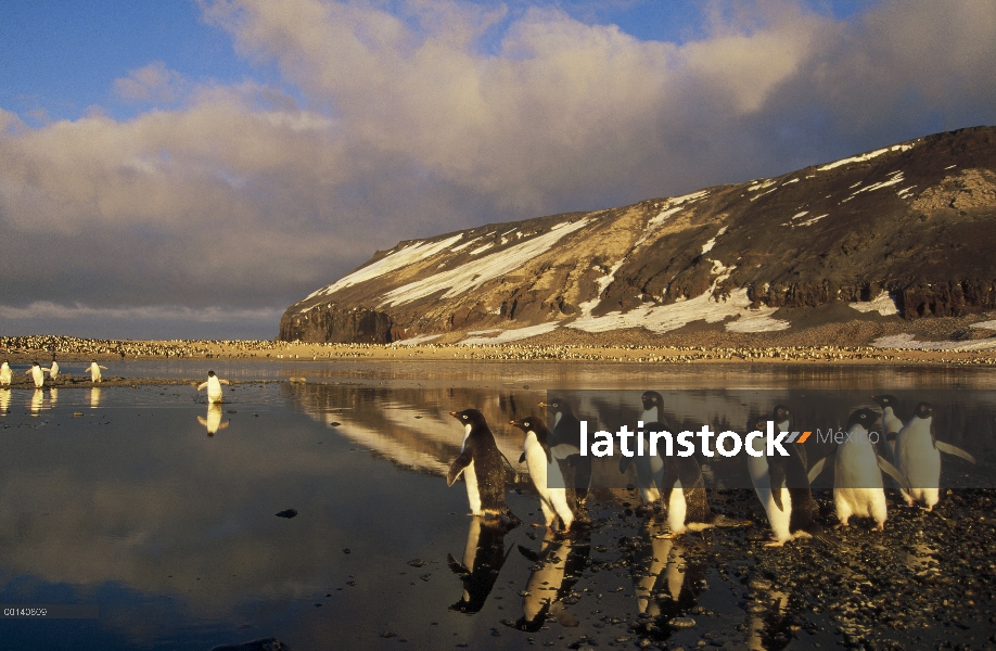 Pingüino de Adelia (Pygoscelis adeliae) grupo viaja a través de algas teñidas verano derretir piscin