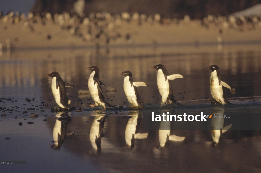 Pingüino de Adelia (Pygoscelis adeliae) grupo viaja a través de algas teñidas verano derretir piscin