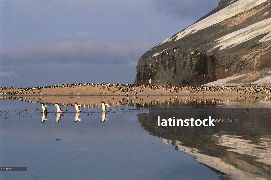 Pingüino de Adelia (Pygoscelis adeliae) grupo viaja a través de algas teñidas verano derretir piscin