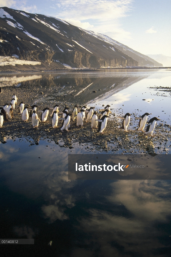 Pingüino de Adelia (Pygoscelis adeliae) grupo viaja a través de algas teñidas verano derretir piscin