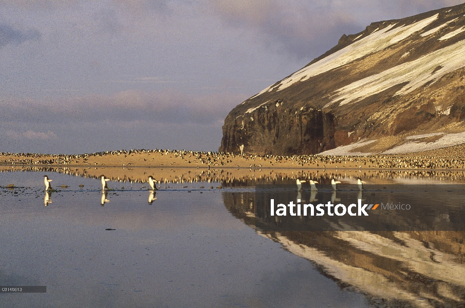 Pingüino de Adelia (Pygoscelis adeliae) grupo viaja a través de algas teñidas verano derretir piscin