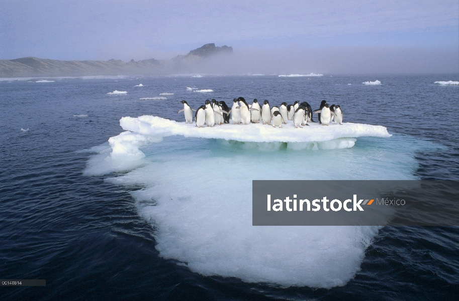 Grupo del pingüino de Adelia (Pygoscelis adeliae) apiñamiento en la fusión verano témpano de hielo, 