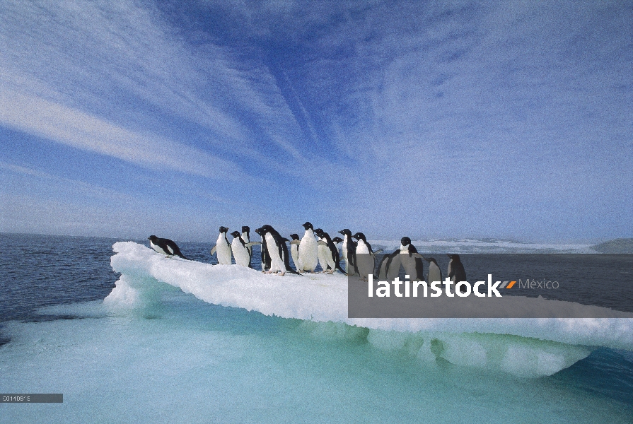 Grupo del pingüino de Adelia (Pygoscelis adeliae) apiñamiento en la fusión verano témpano de hielo, 