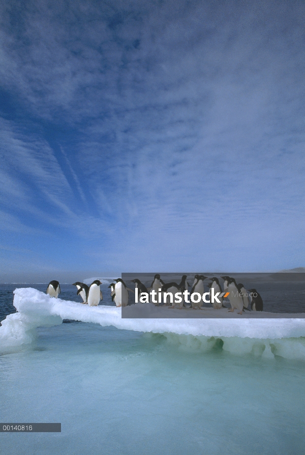 Grupo del pingüino de Adelia (Pygoscelis adeliae) apiñamiento en la fusión verano témpano de hielo, 