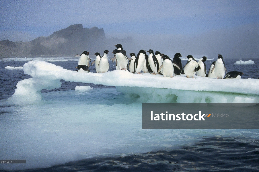 Grupo del pingüino de Adelia (Pygoscelis adeliae) apiñamiento en la fusión verano témpano de hielo, 