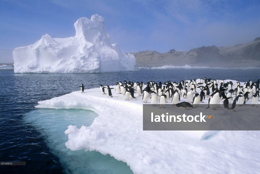 Grupo del pingüino de Adelia (Pygoscelis adeliae) apiñamiento en la fusión verano témpano de hielo, 