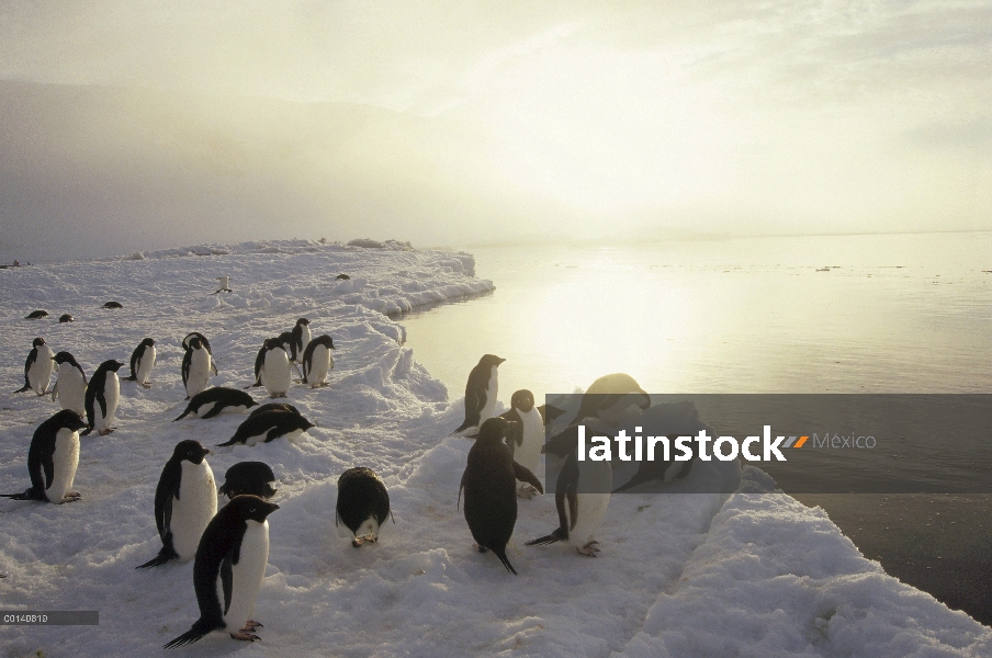 Grupo del pingüino de Adelia (Pygoscelis adeliae) viaja al mar sobre la plataforma de hielo, cabo Ha