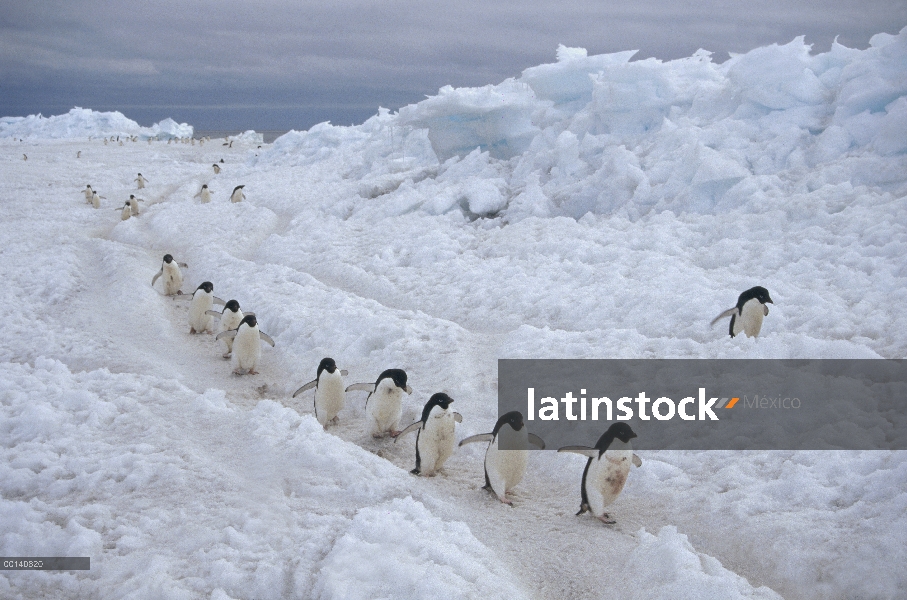 Grupo del pingüino de Adelia (Pygoscelis adeliae) viaja a Colonia por hielo rápido, isla de Franklin