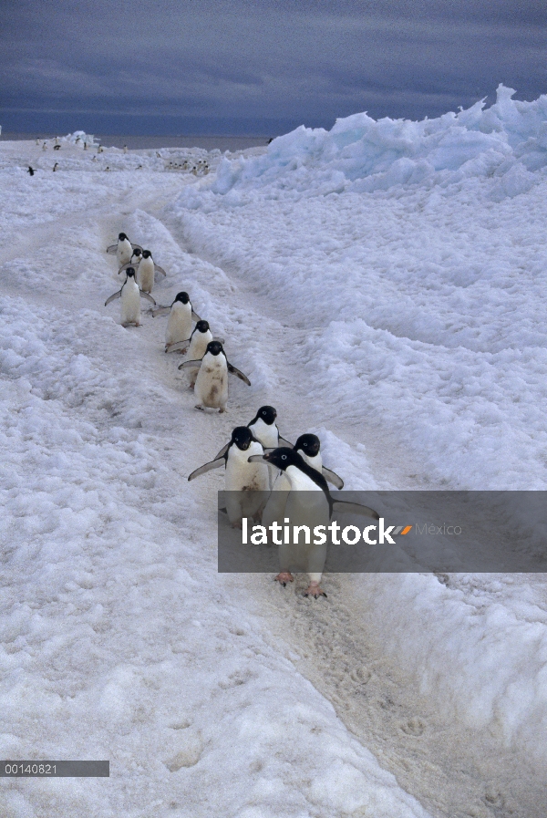 Grupo del pingüino de Adelia (Pygoscelis adeliae) viaja a Colonia por hielo rápido, isla de Franklin