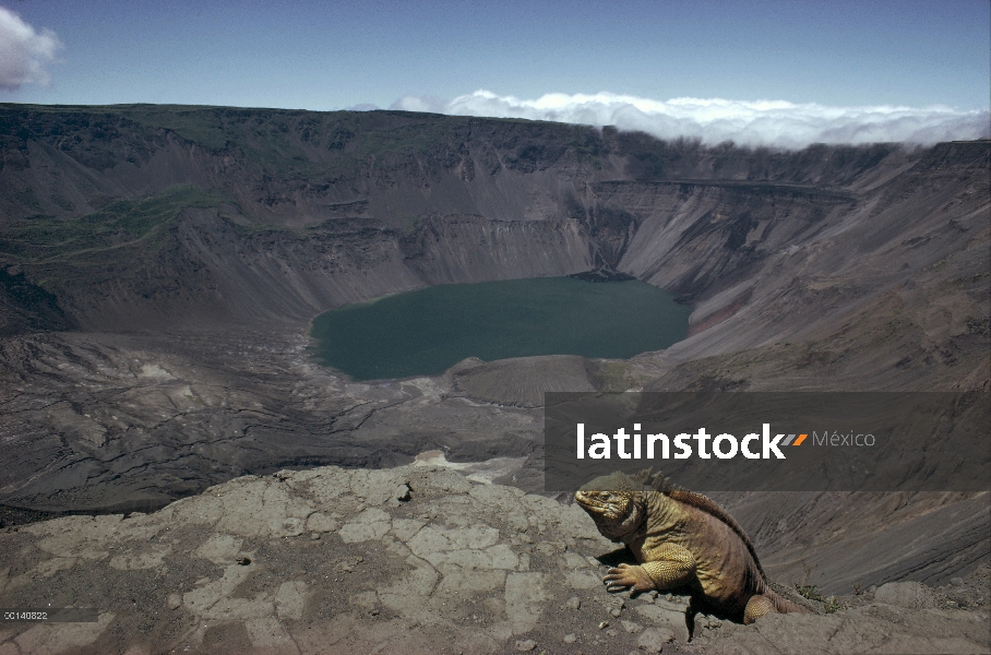 Iguana de terrestre de Galápagos (Conolophus subcristatus) con vistas a 1, 000 metros caldera volcán