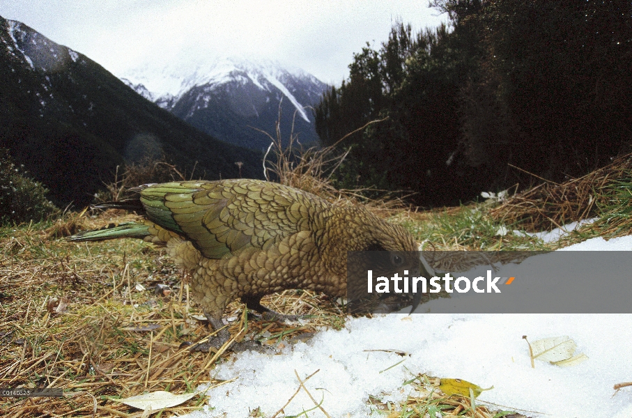 Retrato de Kea (Nestor notabilis), en hábitat de matorral alpino típico, Parque Nacional de Arthur P