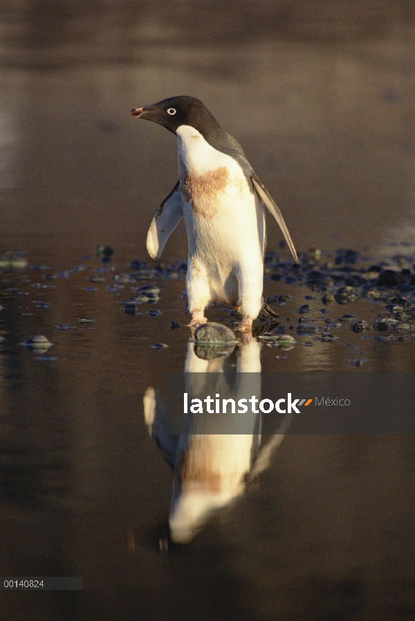 Pingüino de Adelia (Pygoscelis adeliae) en algas teñidas verano derretir piscina, cabo Adare, mar de