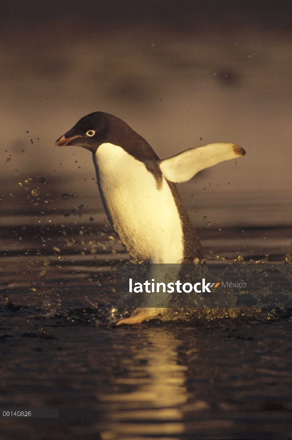 Pingüino de Adelia (Pygoscelis adeliae) viaja a través de algas teñidas verano derretir piscina, cab