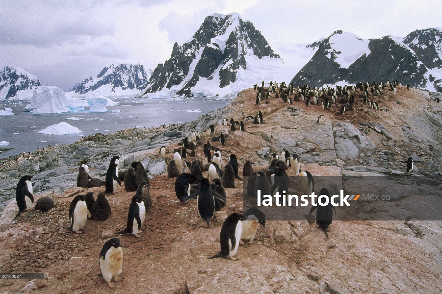 Colonia de pingüino de Adelia (Pygoscelis adeliae), Isla Petermann, Península Antártica, Antártida