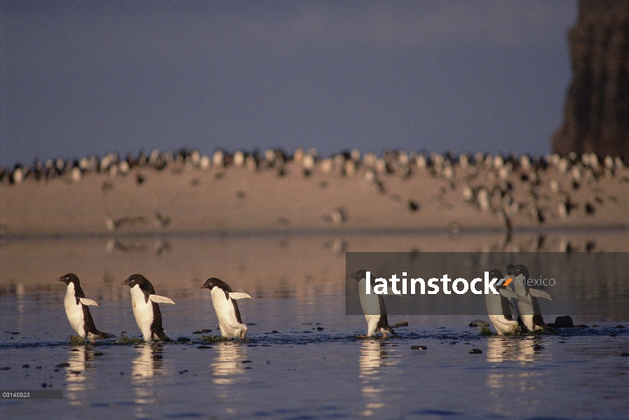 Pingüino de Adelia (Pygoscelis adeliae) grupo viaja a través de algas teñidas verano derretir piscin