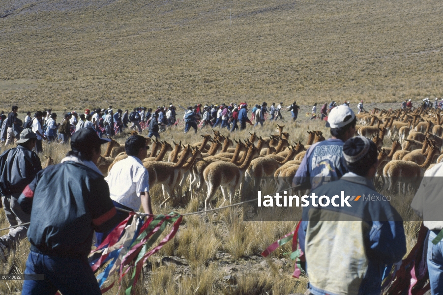 Vicuña (Vicugna vicugna) Chacu anual redada, comunidad nativa beneficia altamente valiosa lana, rese