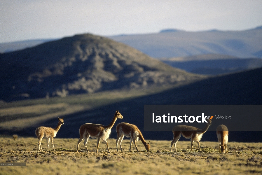 Vicuña (Vicugna vicugna) silvestre Andina camélidos, Hato familiar en la región del altiplano alto, 