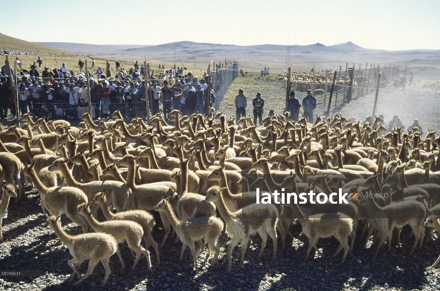 Vicuña (Vicugna vicugna) Chacu anual redada, comunidad nativa beneficia altamente valiosa lana, rese