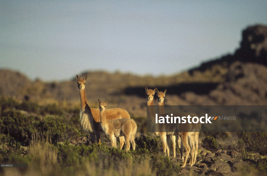 Vicuña (Vicugna vicugna) silvestre Andina camélidos, Hato familiar en la región del altiplano alto, 