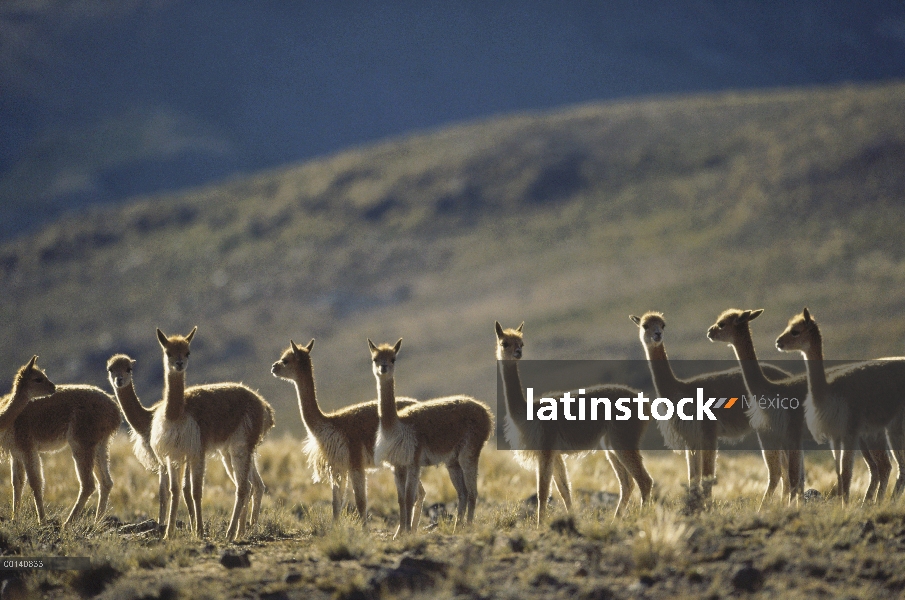 Vicuña (Vicugna vicugna) silvestre Andina camélidos, manada de Bachiller no territoriales, Pampa Gal