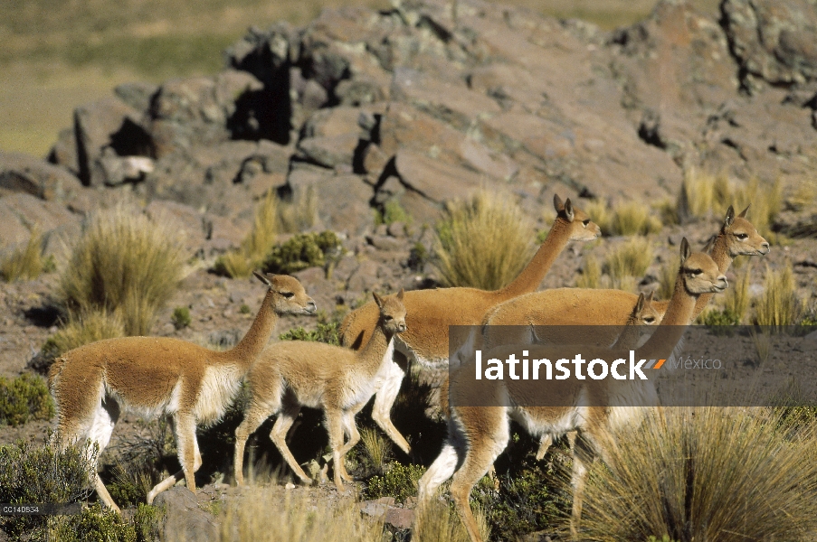 Vicuña (Vicugna vicugna) silvestre alto Andina camélidos, manada familiar, Pampa Galeras naturaleza 