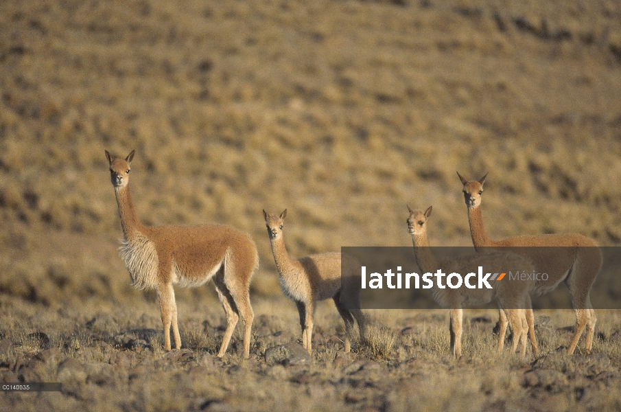 Vicuña (Vicugna vicugna) silvestre Andina camélidos, Hato familiar en la región del altiplano alto, 