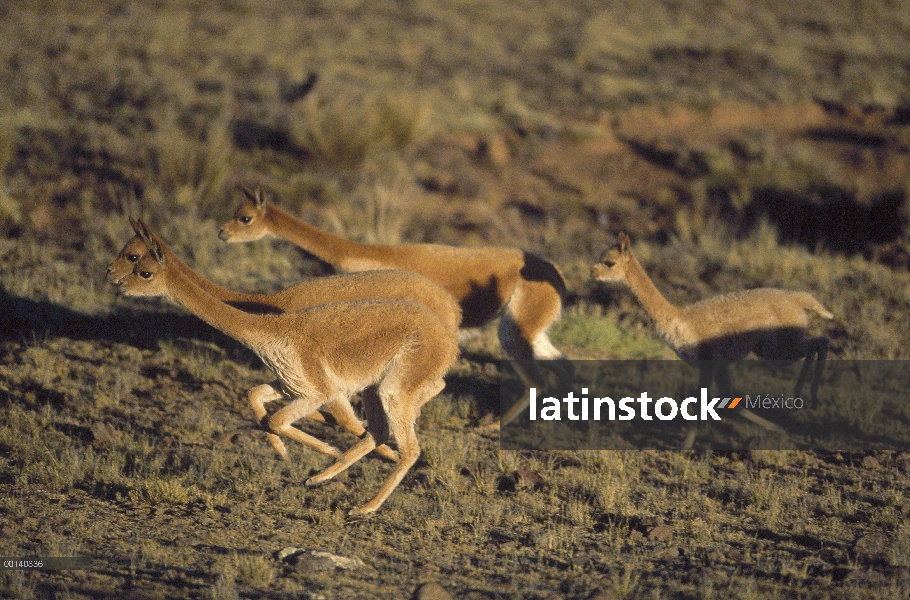 Vicuña (Vicugna vicugna) silvestre Andina camélidos, familia corriendo, velocidad de 45 kilómetros p