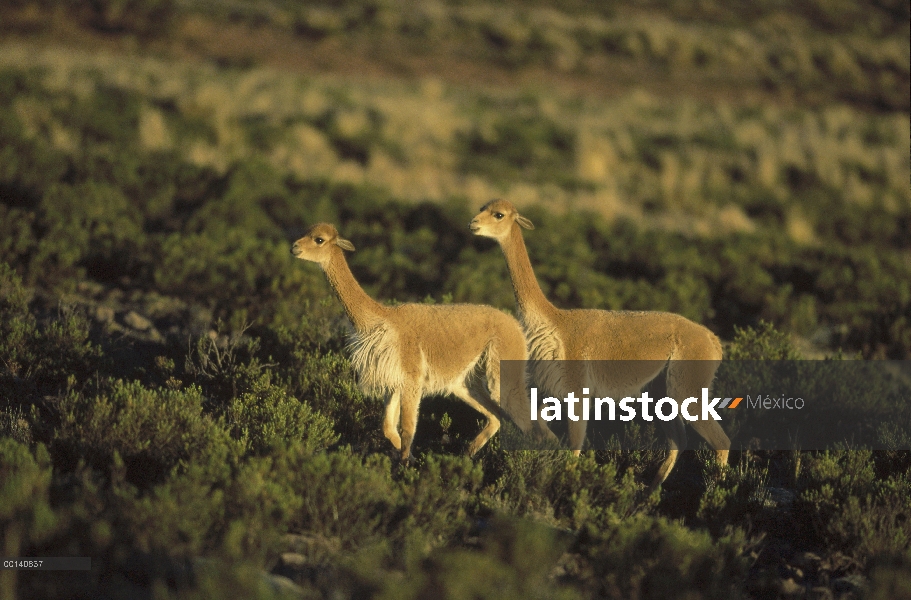 Postura de la vicuña (Vicugna vicugna) silvestre Andina camélidos, agresivo, reserva natural de Pamp