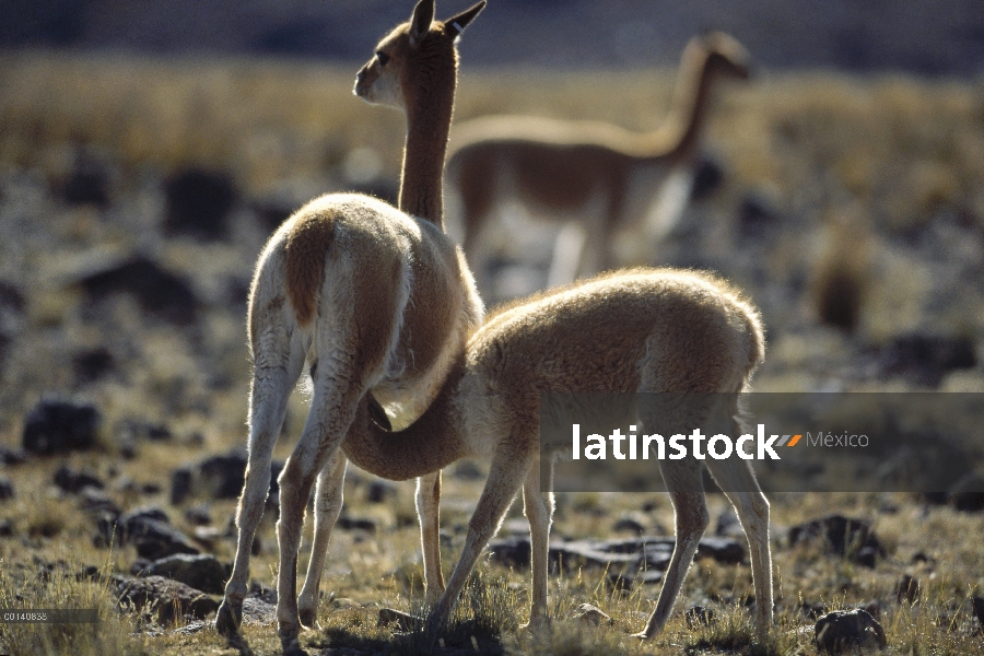 Vicuña (Vicugna vicugna) mujer cochinillo joven, reserva natural de Pampa Galeras, Perú