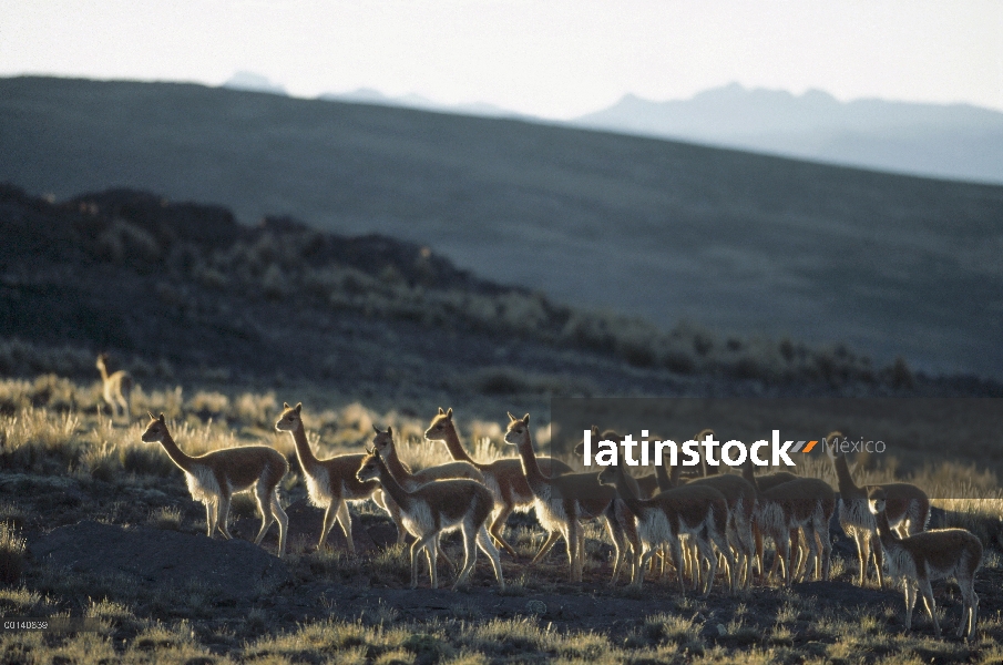 Vicuña (Vicugna vicugna) silvestre Andina camélidos, manada hombre soltero no territoriales, Pampa G