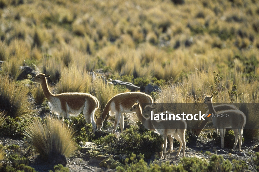 Vicuña (Vicugna vicugna) camélido andino salvaje, manada familiar, Pampas Galeras naturaleza reserva