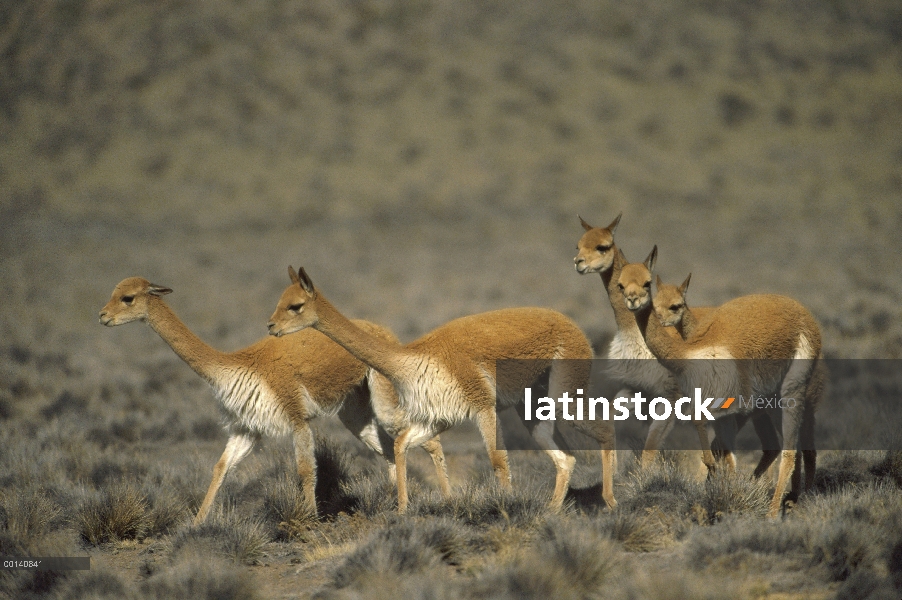 Vicuña (Vicugna vicugna) silvestre alto Andina camélidos, manada familiar, Aguada Blanca naturaleza 