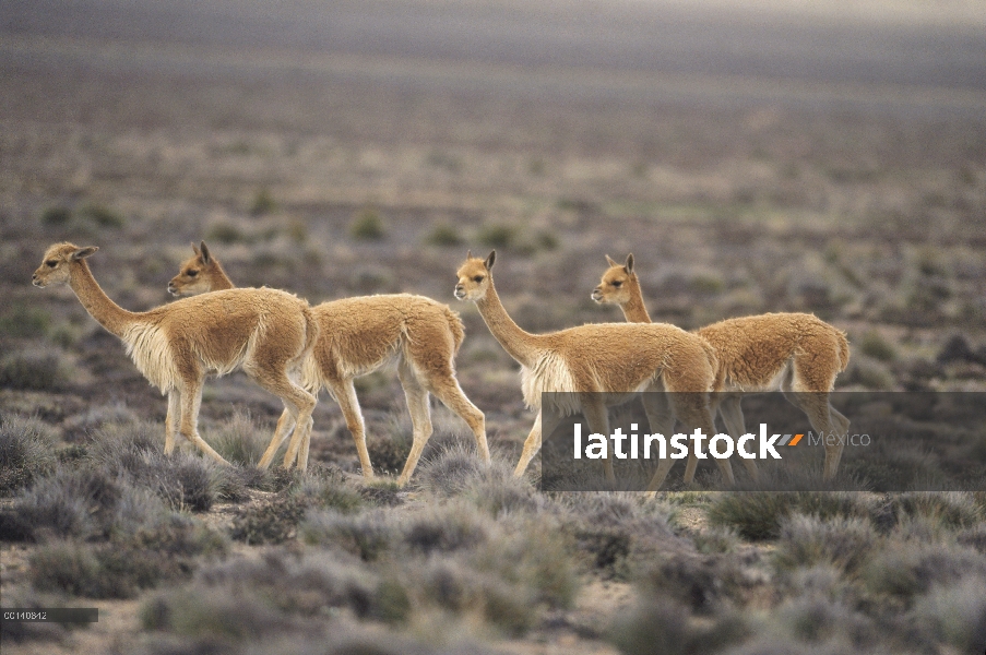 Vicuña (Vicugna vicugna) silvestre alto Andina camélidos, muy apreciado por lana extremadamente fina