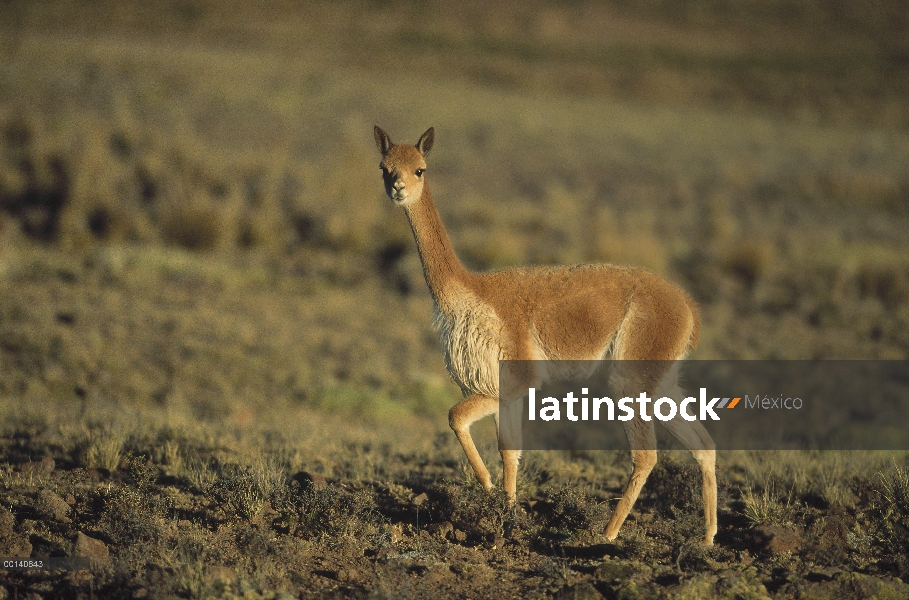 Vicuña (Vicugna vicugna) camélido salvaje de alta montaña, explotados por su lana extremadamente fin